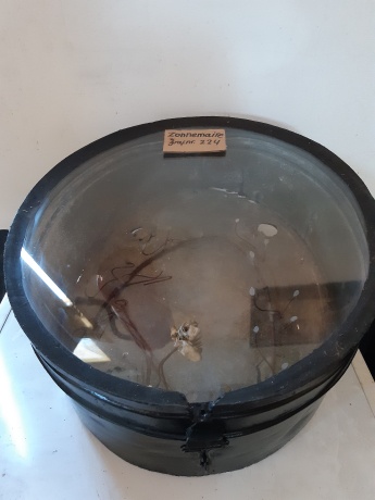 De gerestaureerde trommel met een stukje van de oude krans